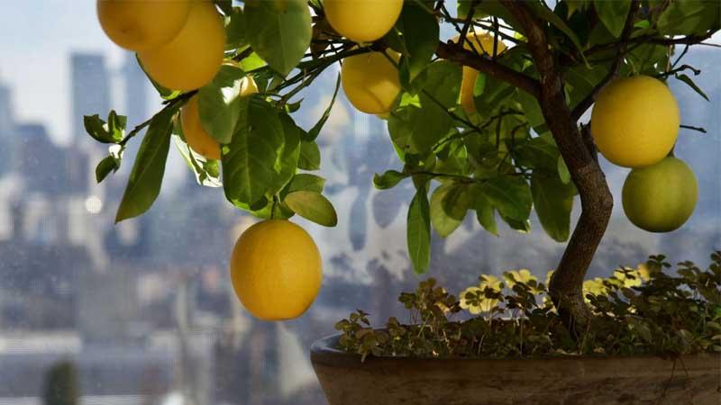 Plantar un limonero en maceta