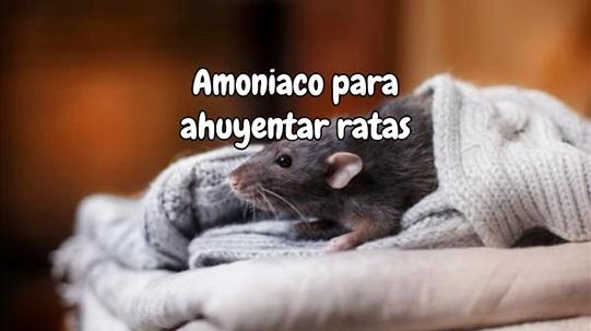 Amoniaco para ahuyentar ratas