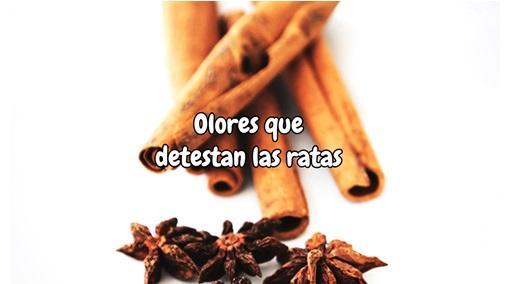 como espantar ratones de mi cuarto