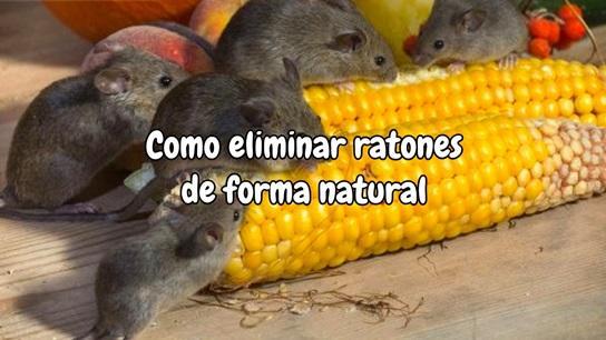 Como eliminar ratones de forma natural