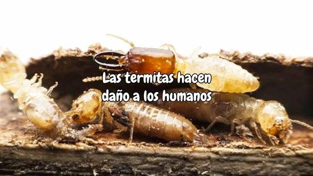 Las termitas hacen daño a los humanos
