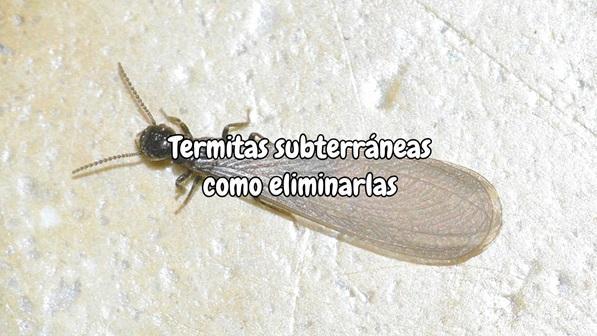 Termitas subterráneas como eliminarlas