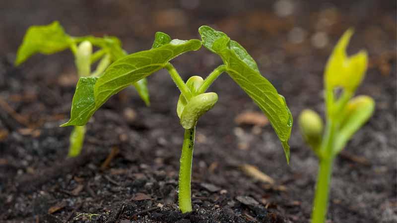 Consejos para plantar habas