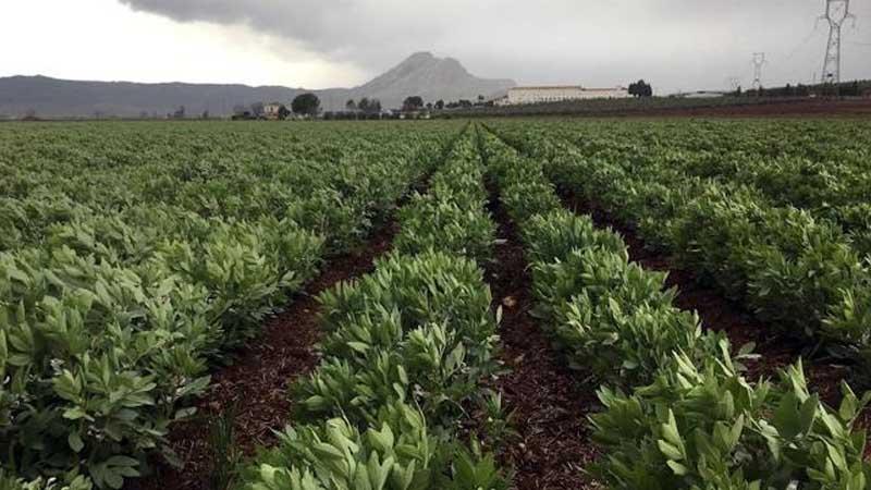 Plantación de habas