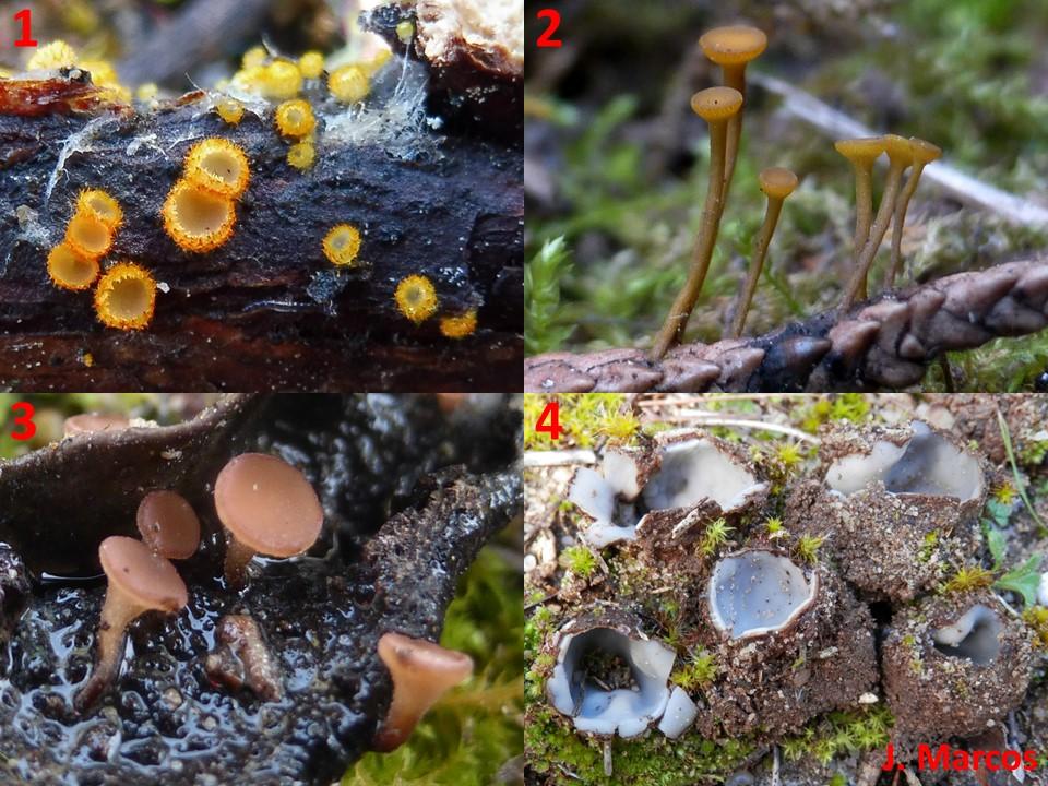 1) Arachnopeziza aurelia. 2) Chloroscypha alutipes. 3) Ciboria brunneorufa. 4) Geopora arenicola. Crédito Javier Marcos.