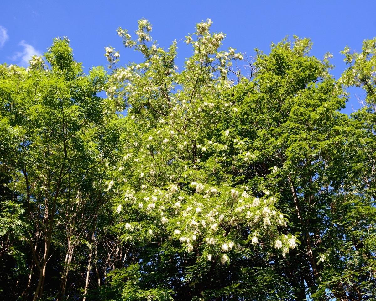 La Robinia pseudoacacia es un árbol grande