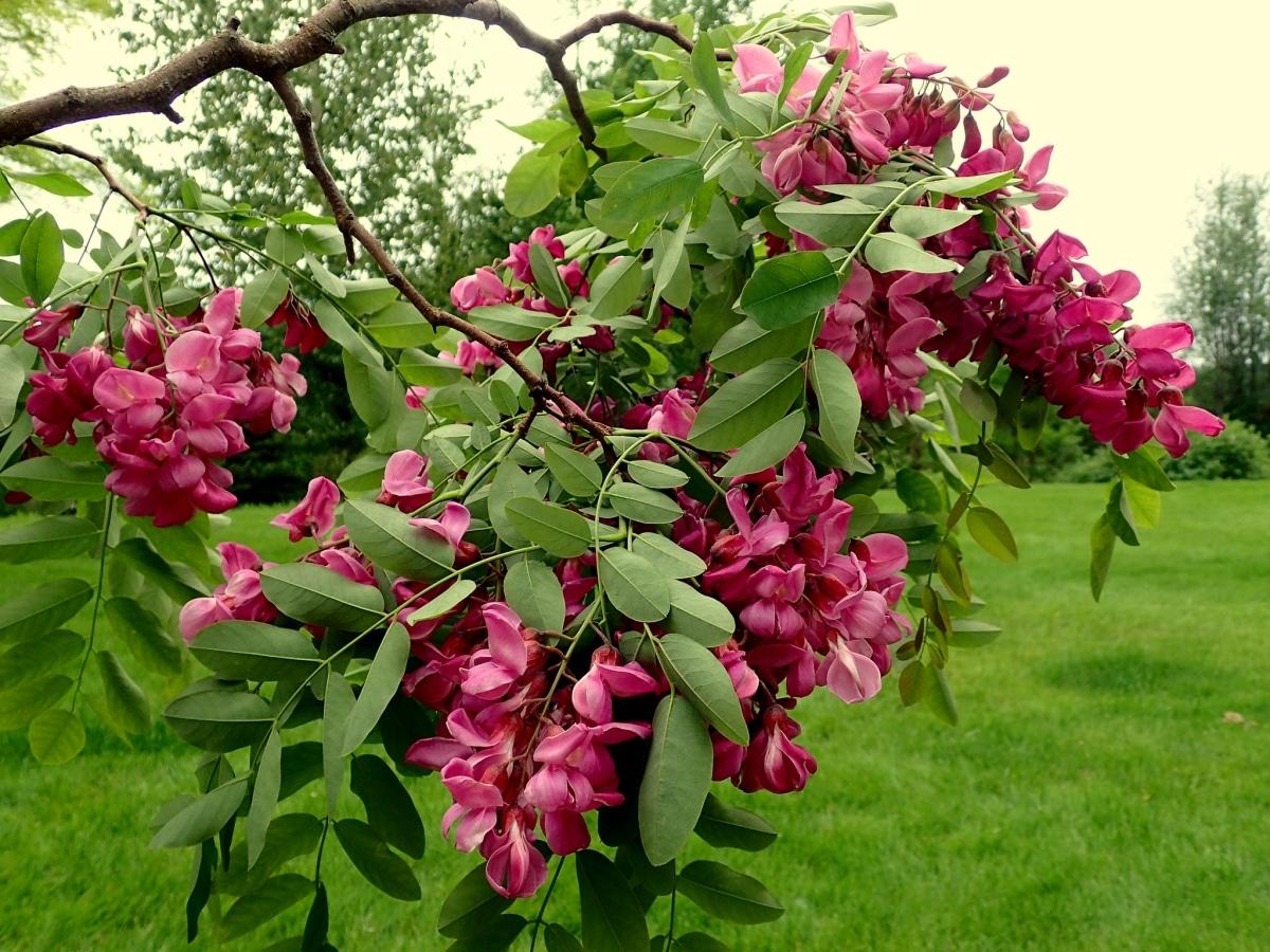 La Robinia pseudoacacia produce flores blancas o rosas