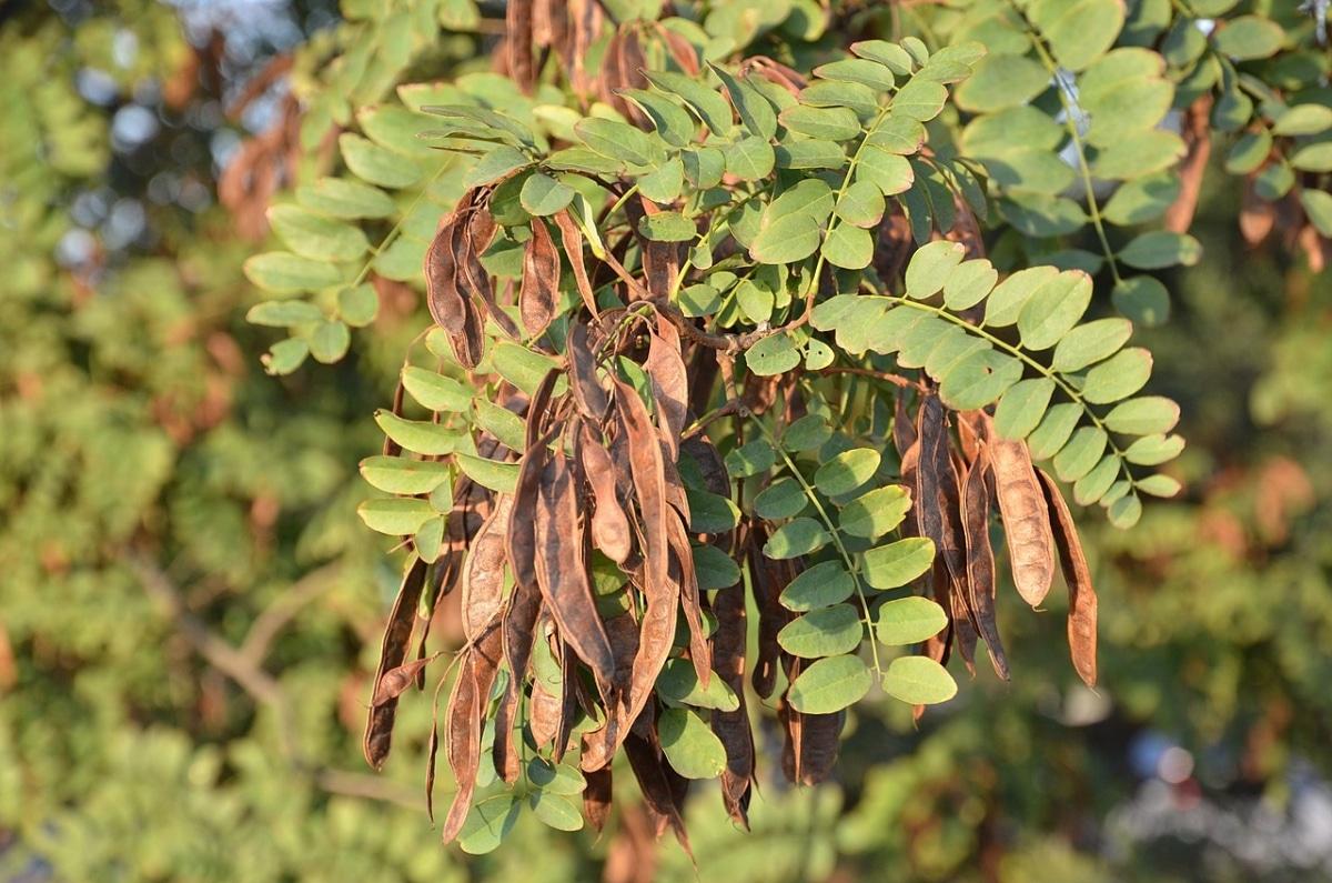 La Robinia pseudoacacia tiene frutos en forma de legumbre