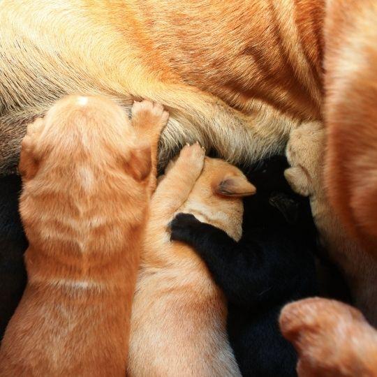 problemas parto de un perra