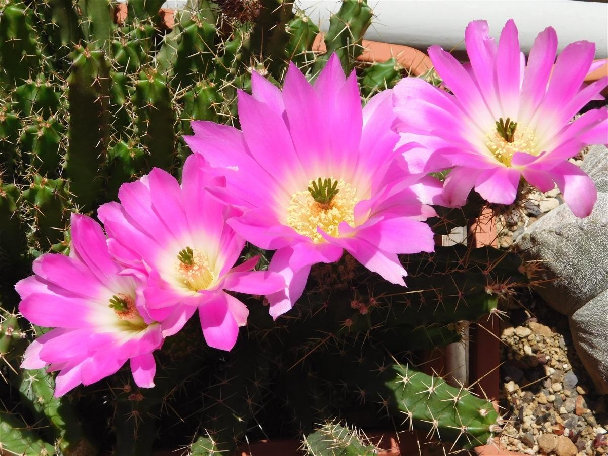 Los Echinocereus son cactus de pequeño porte