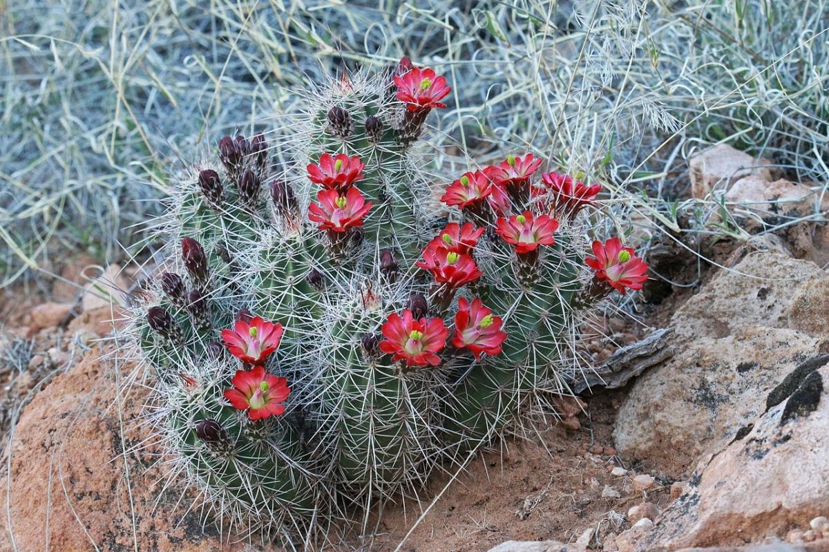 Los Echinocereus son cactus que forman grupos