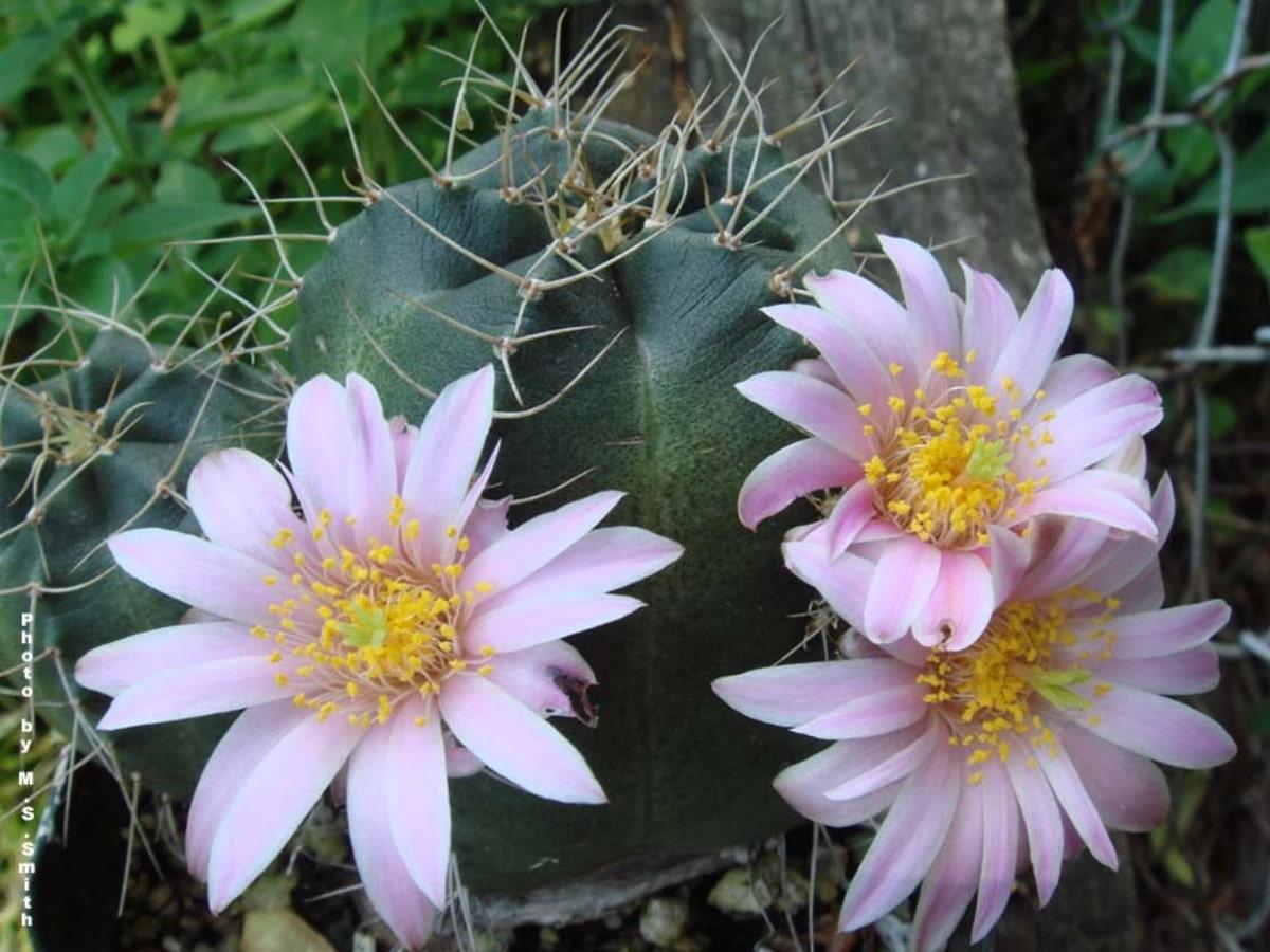 Hay unas 50 especies de Echinocereus