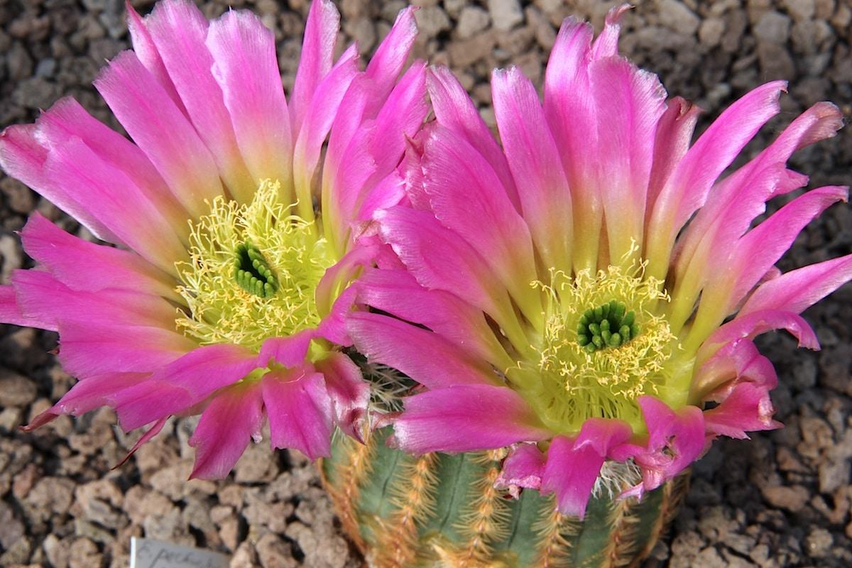 Los Echinocereus producen flores grandes