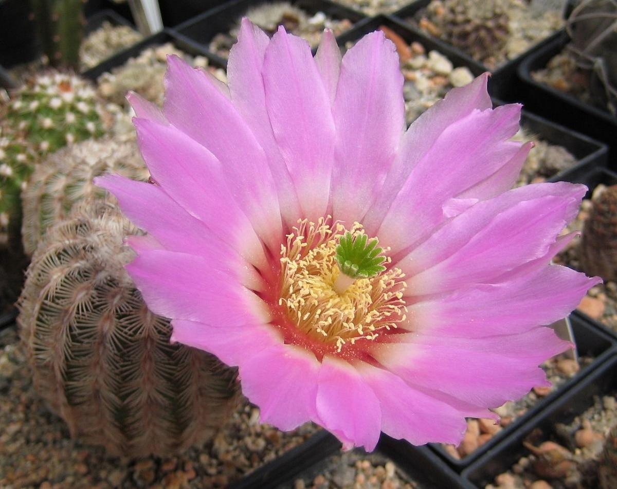 Los Echinocereus son pequeños