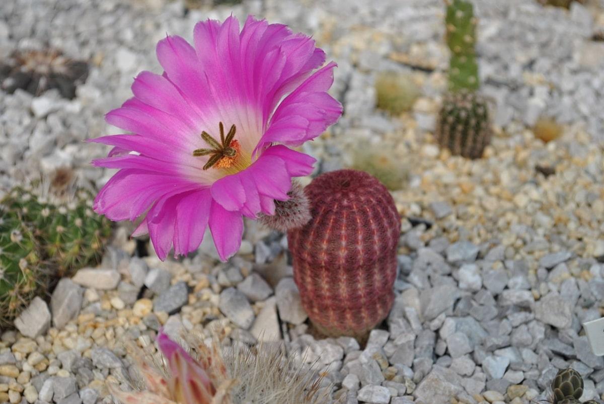 Los Echinocereus son cactus de crecimiento lento