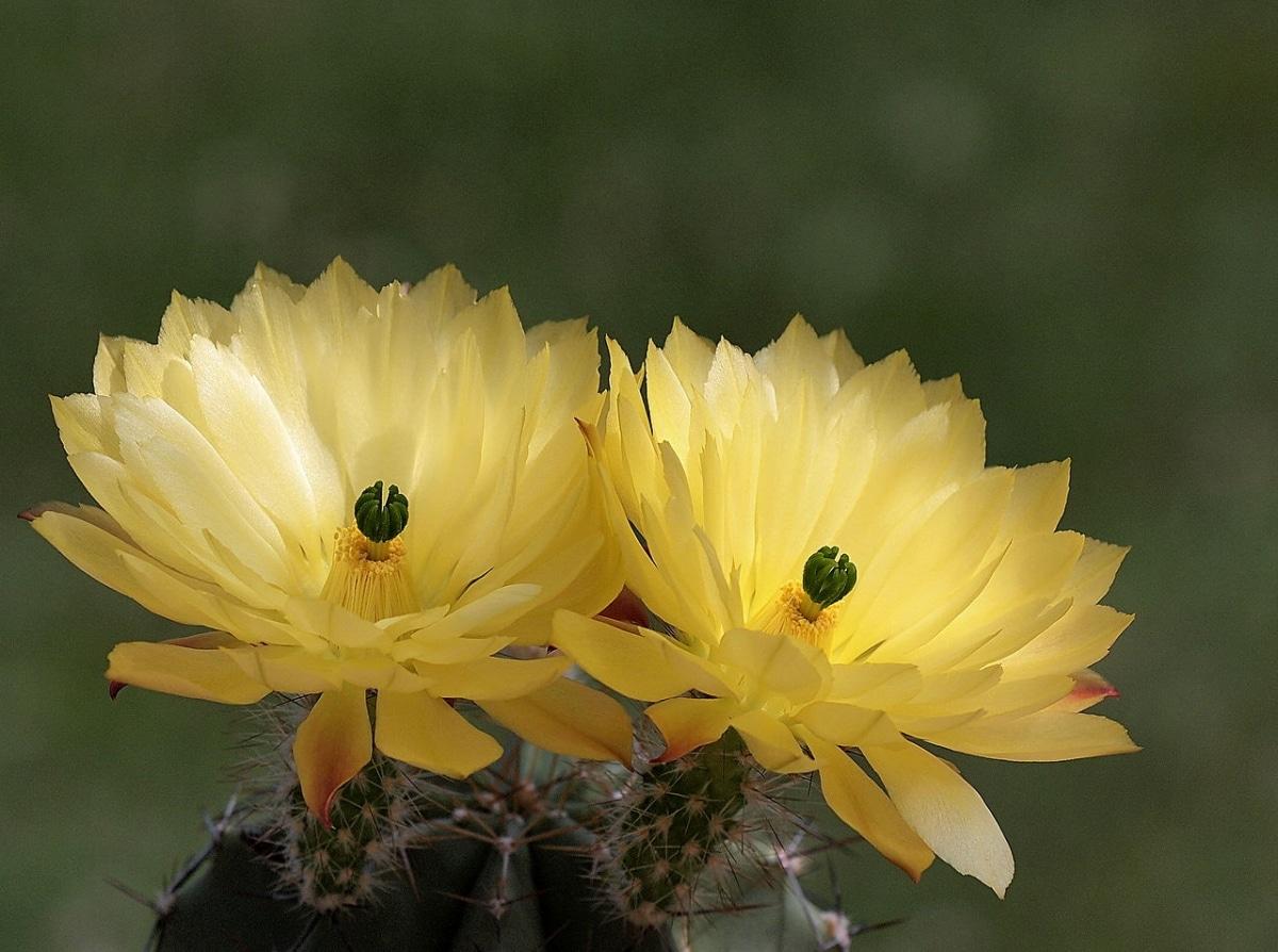 Los Echinocereus subinermis son cactus de flores amarillas