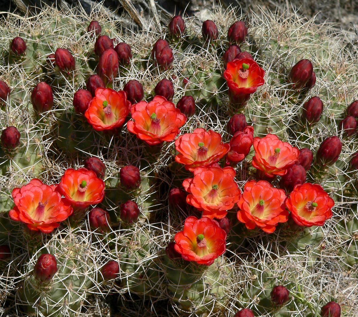 Las flores de los Echinocereus son de varios colores