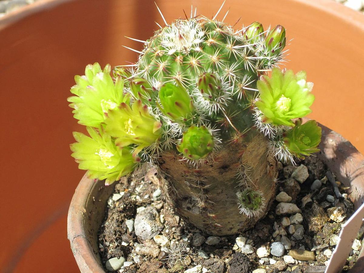 Echinocereus es un género de cactus de pequeño tamaño