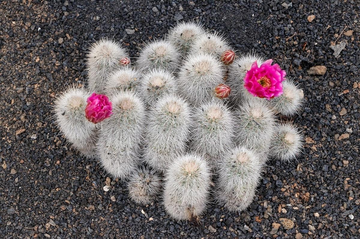 El Echinocereus nivosus es blanco