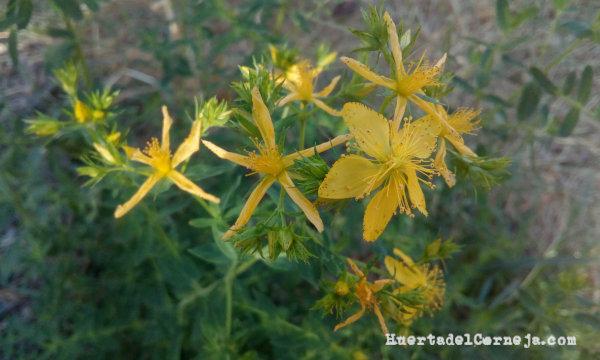 Planta de hyperico, en la linde de la huerta