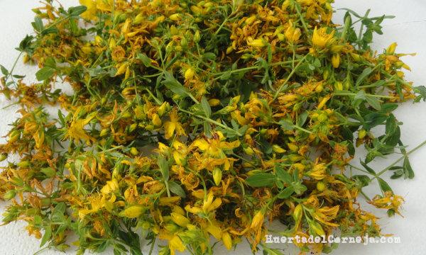 Hiperico lavado y seco