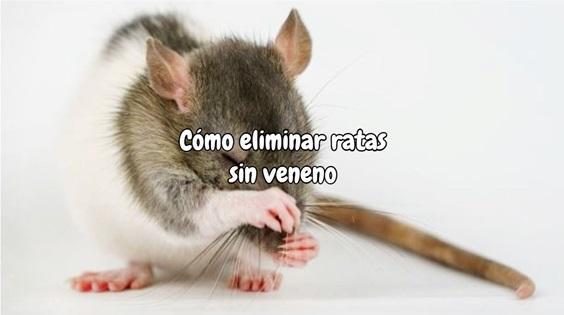Como eliminar ratas sin veneno