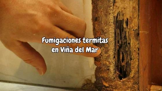 Fumigaciones termitas viña del mar