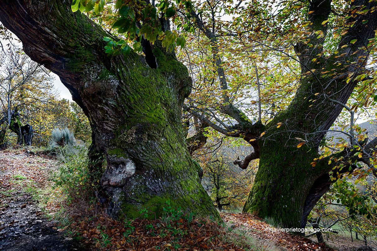 Castaños monumentales en otoño. Ruta de los castaños. Localidad de Hermisende. Zamora. Castilla y León. España. © Javier Prieto Gallego