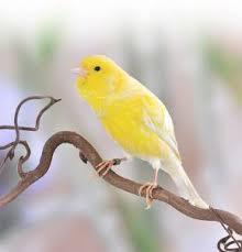 Porque deja de cantar un pájaro canario