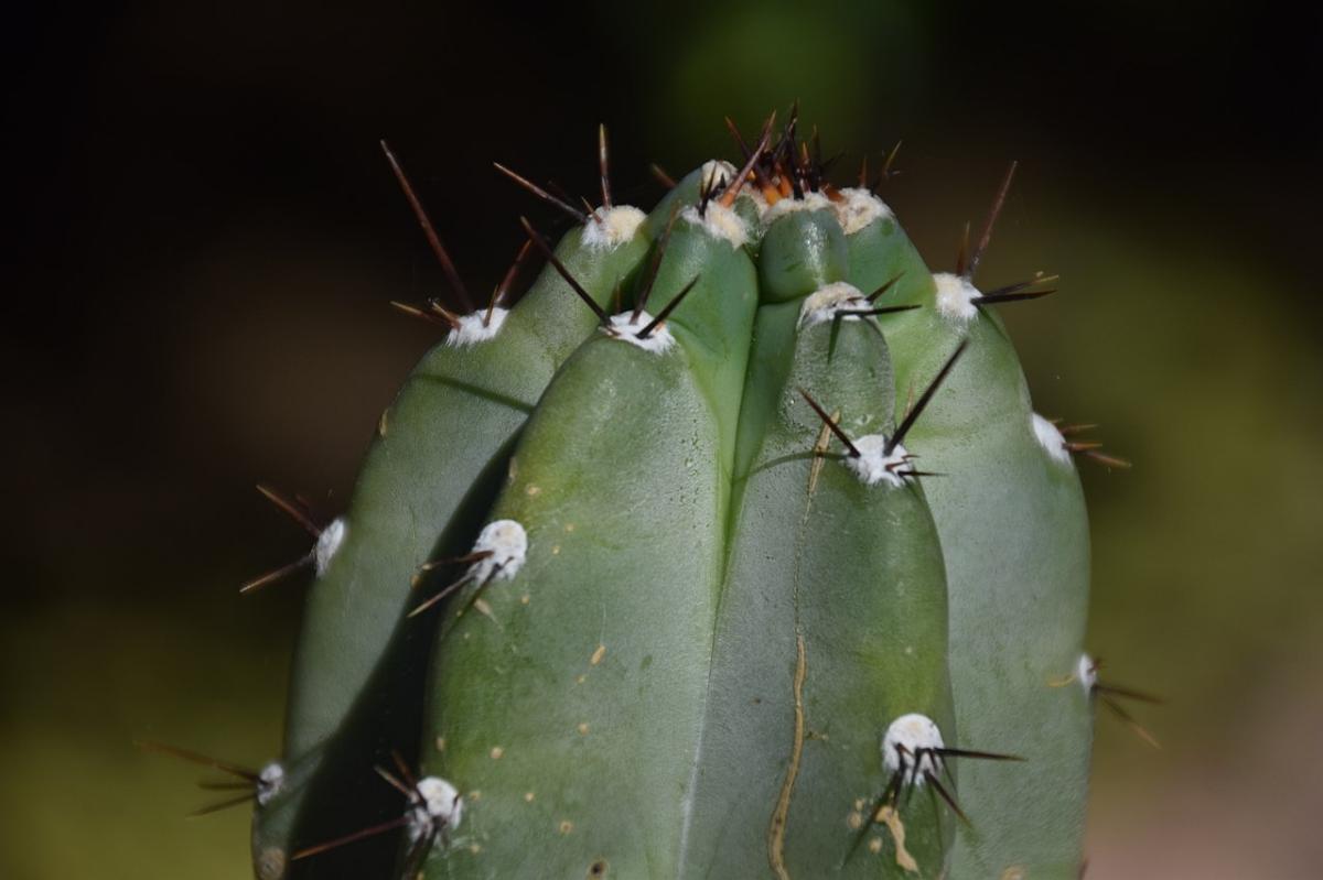 El Cereus peruvianus también se llama cactus ordenador