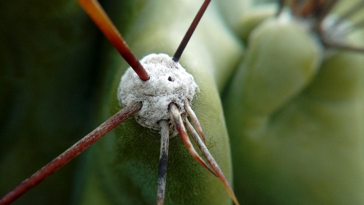 El Cereus peruvianus es un cactus con espinas