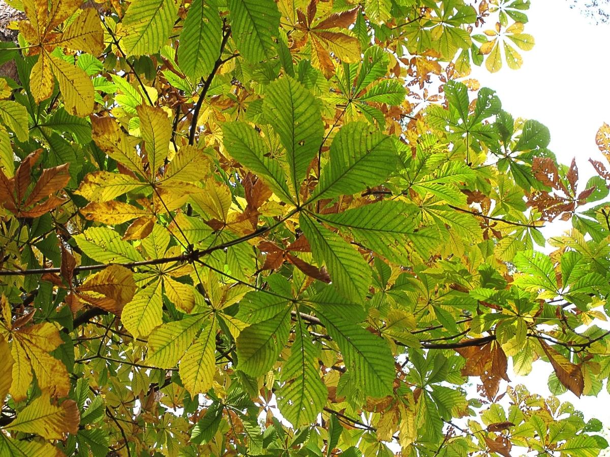 El Aesculus hippocastanum se vuelve amarillo en otoño