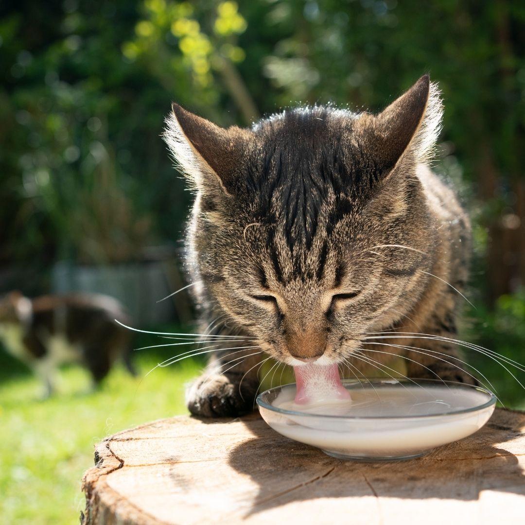 ¿Es buena la leche para los gatos adultos? | Mascotas