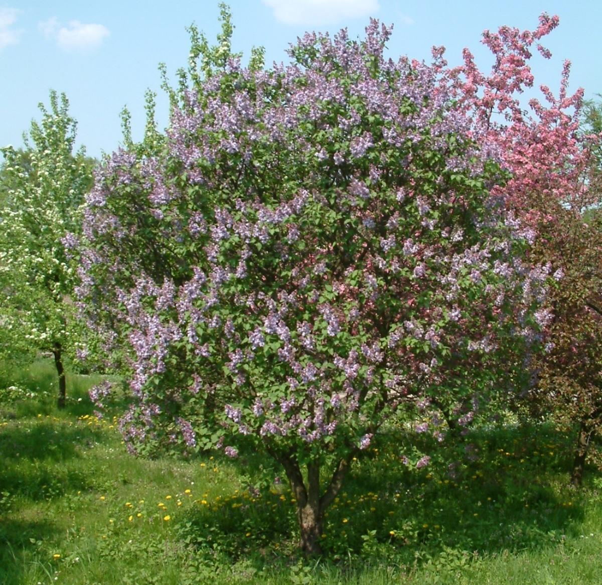 La Syringa vulgaris es un árbol pequeño