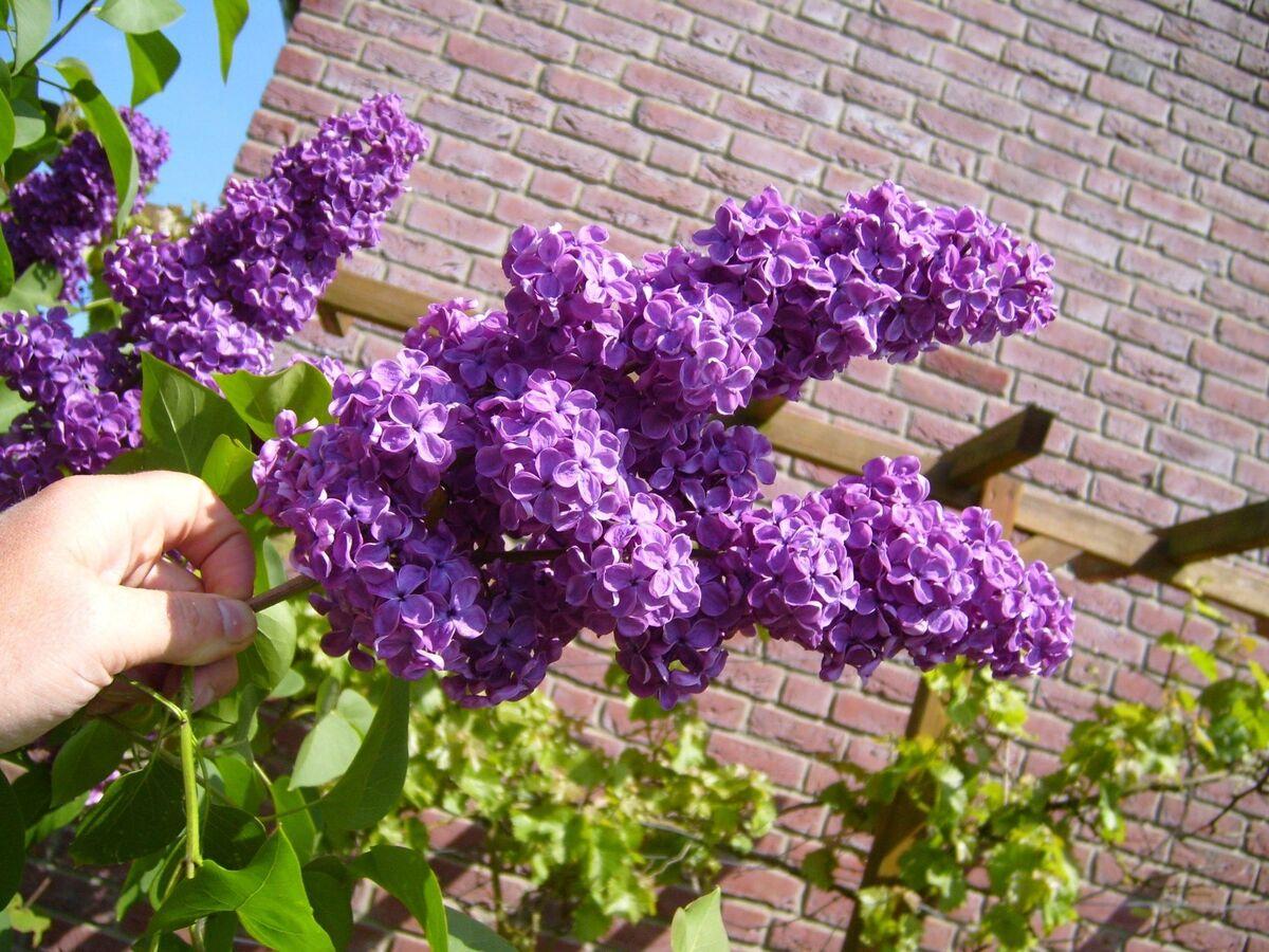 Las flores de la lila común son lilas o blancas