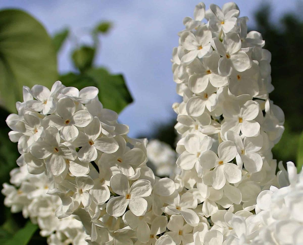 La Syringa vulgaris es un árbol de flores preciosas