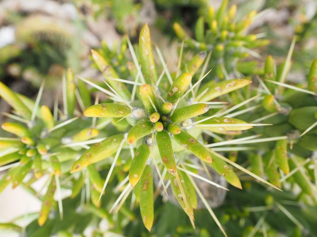 La Cylindropuntia es un cactus espinoso
