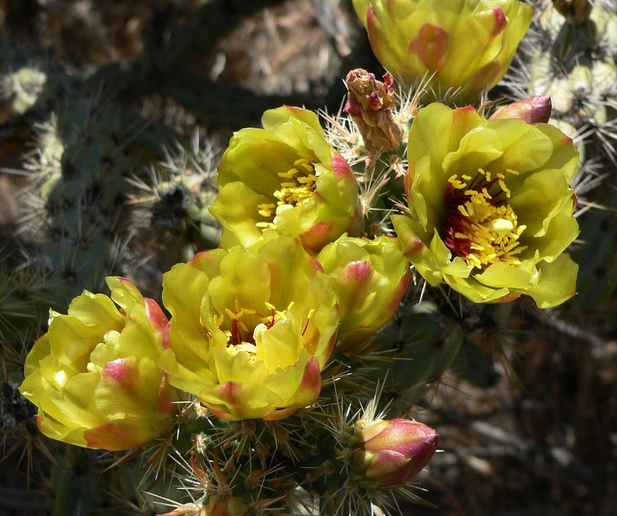 Las Cylindropuntia producen flores grandes