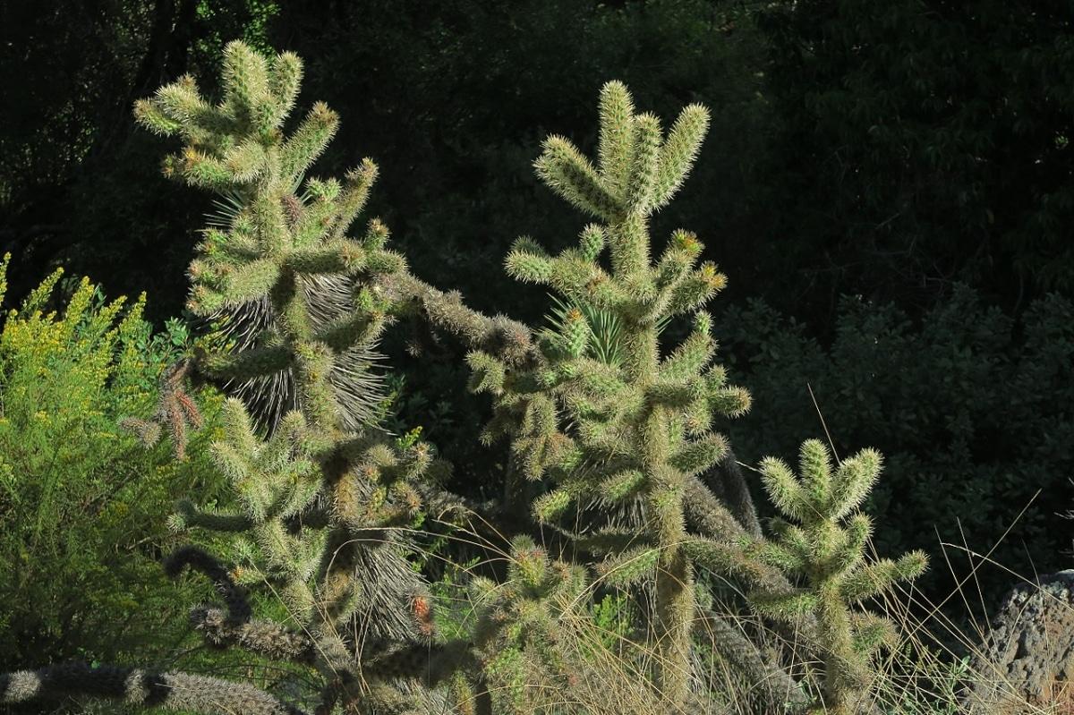 La Cylindropuntia munzii es un cactus con espinas