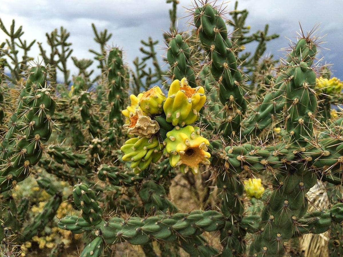 La Cylindropuntia imbricata es un cactus espinoso