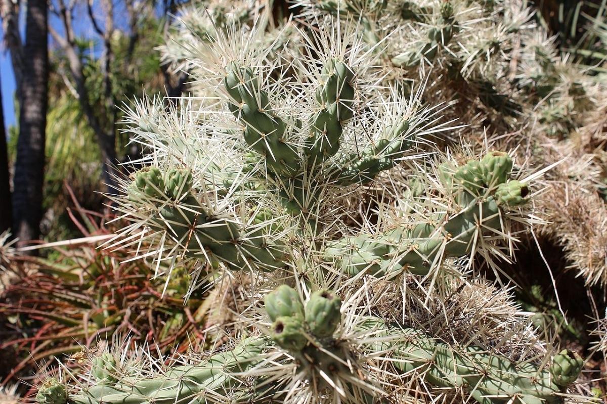 La Cylindropuntia rosea es un cactus invasor