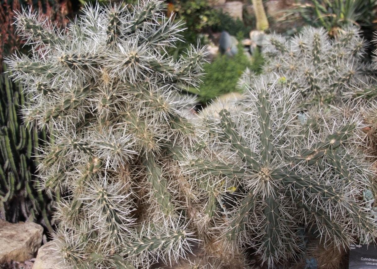 La Cylindropuntia es un cactus de flores preciosas
