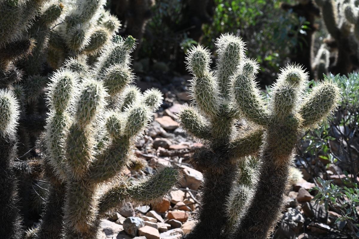 La Cylindropuntia crece rápido