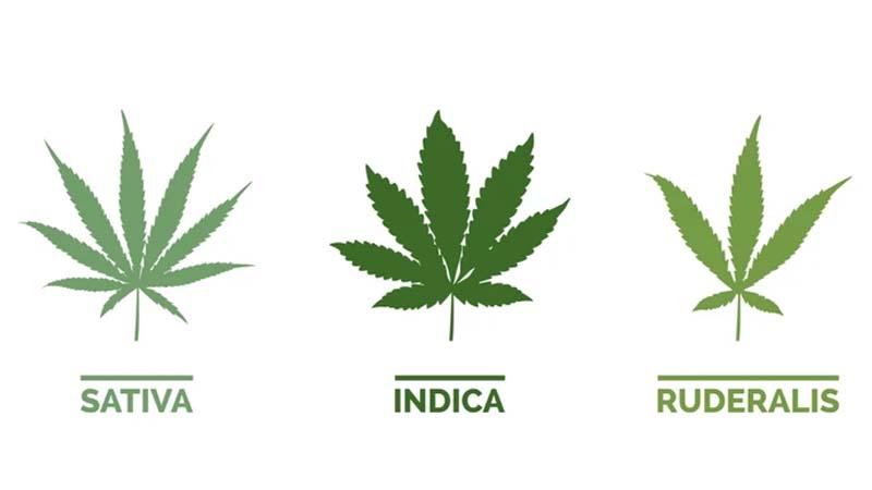 Variedades semillas de cannabis