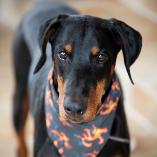 doberman