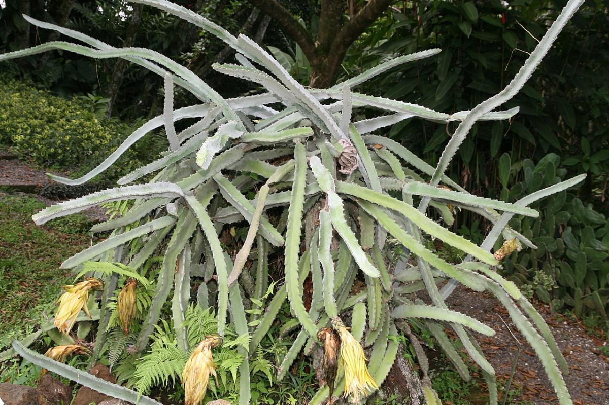 El Hylocereus costaricensis es un cactus hemiepífito