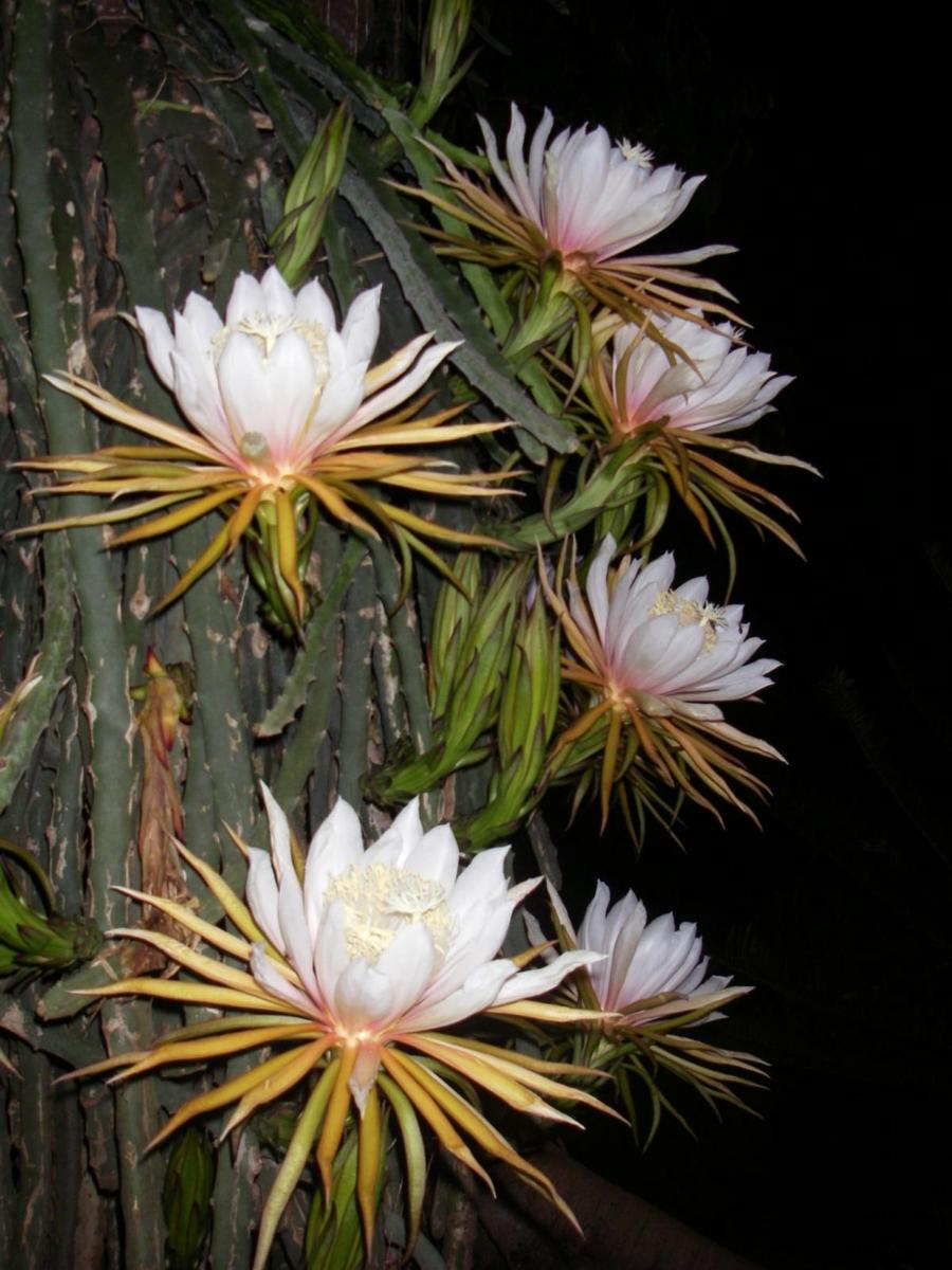 El Hylocereus monacanthus es un cactus de flores blancas