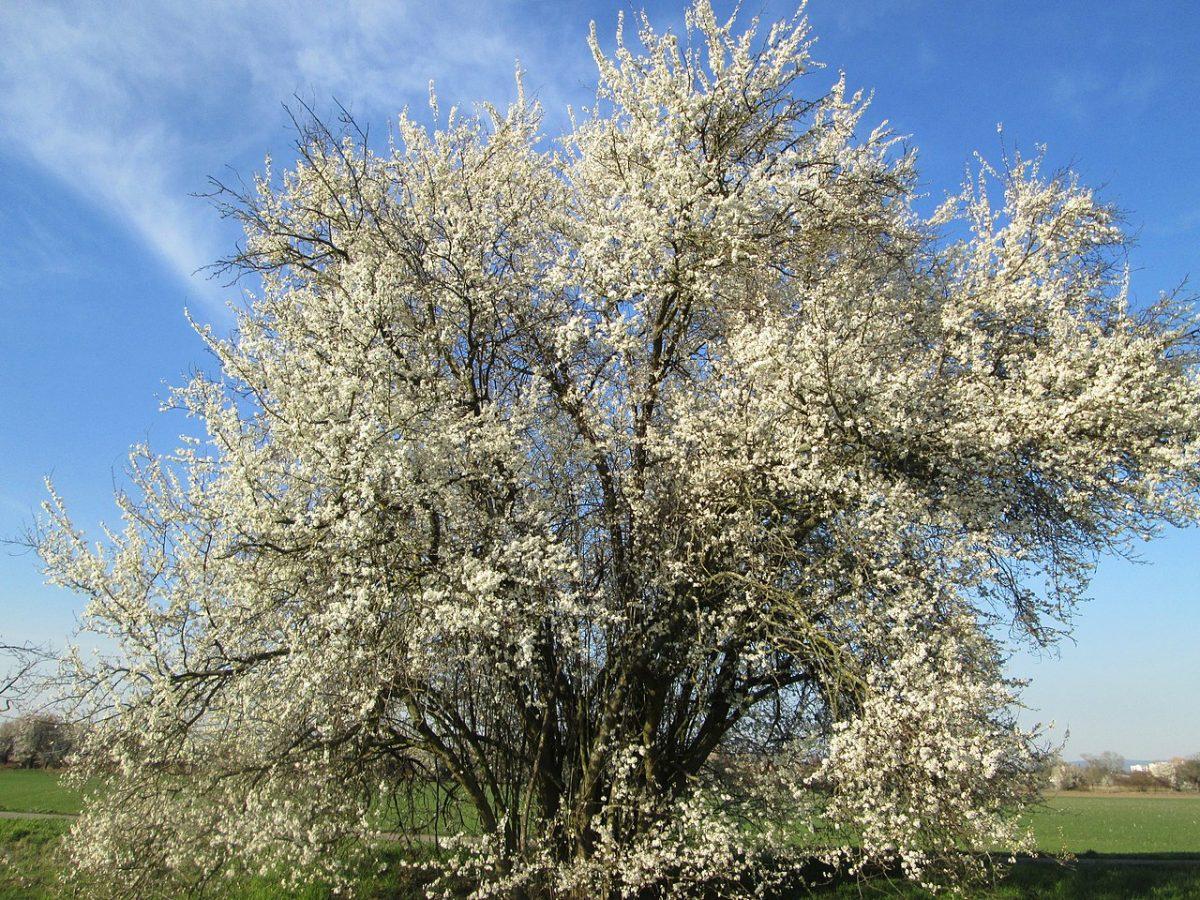 El Prunus cerasifera tiene flores blancas