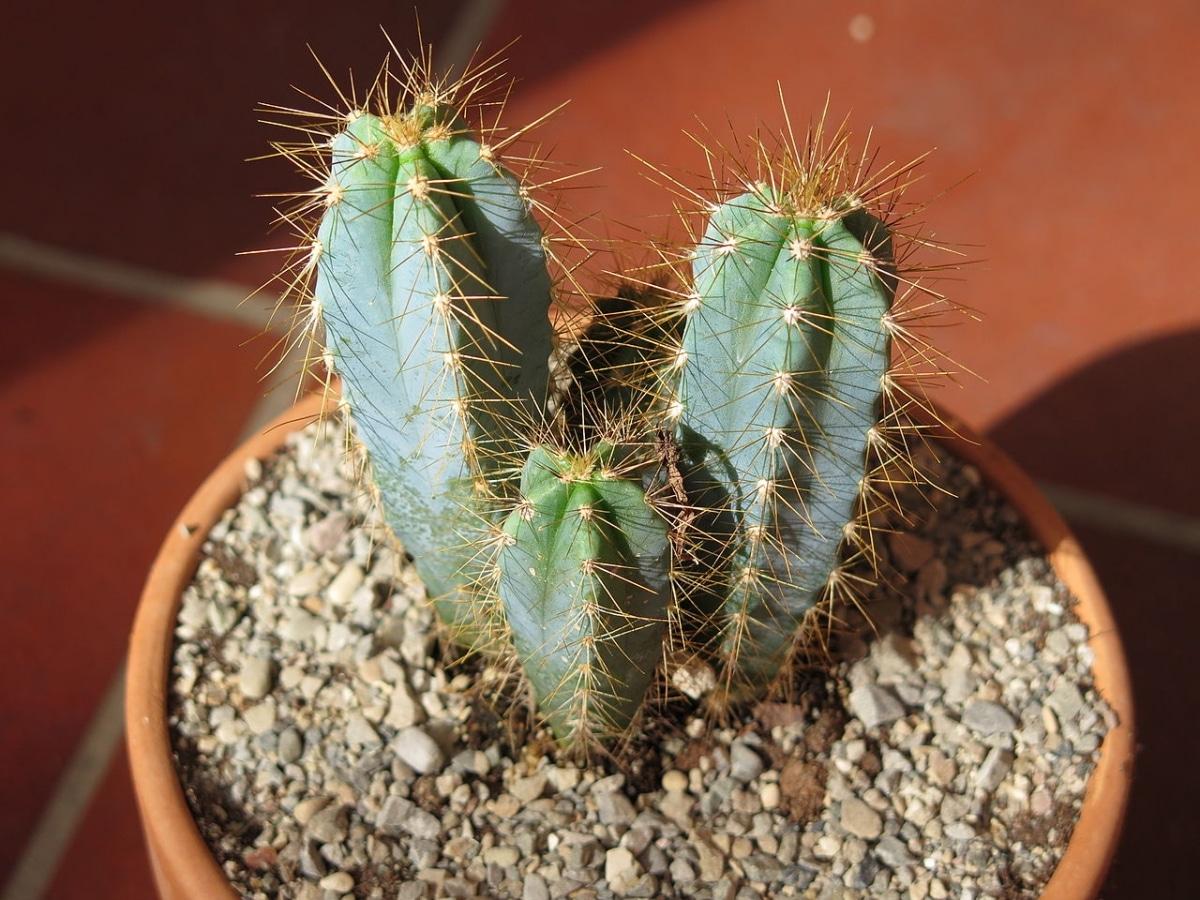 El Pilosocereus azureus es un cactus columnar