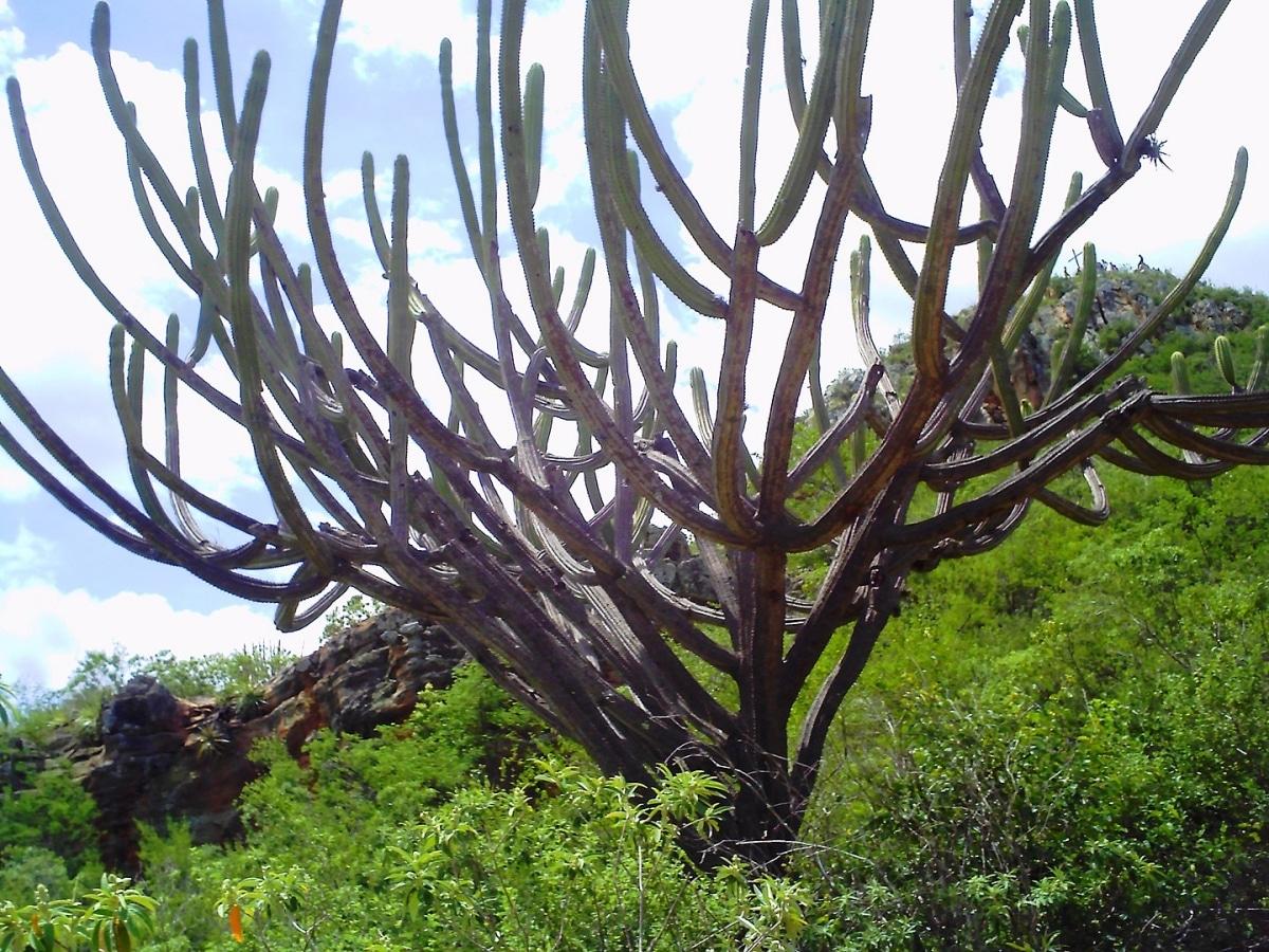 El Pilosocereus azureus es un cactus de gran tamaño
